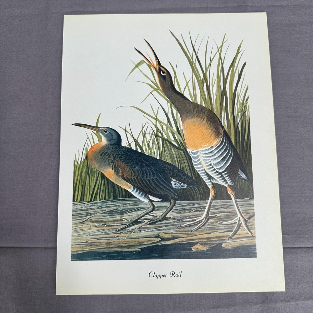 1950 Vintage Print Clapper Rail American Bird Art Illustration Audubon 9x12